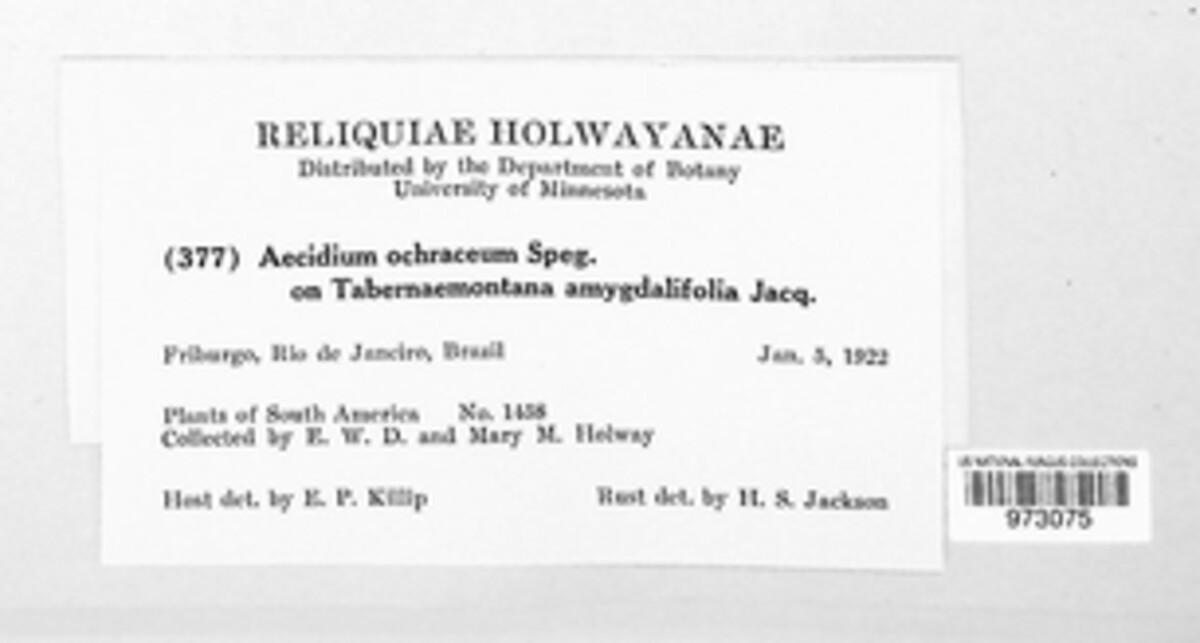 Aecidium ochraceum image